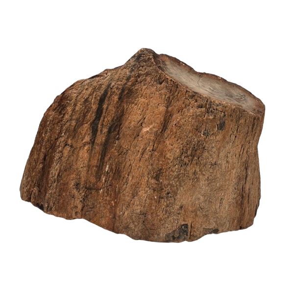 A Large Petrified Wood Fragment 22.2 Lbs