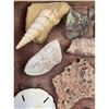 Image 10 : A Large Grouping Of Fossilized items, Coral Marine Life Ammonite Shark Tooth Etc.