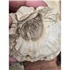 Image 12 : A Large Grouping Of Fossilized items, Coral Marine Life Ammonite Shark Tooth Etc.