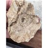 Image 14 : A Large Grouping Of Fossilized items, Coral Marine Life Ammonite Shark Tooth Etc.