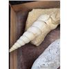 Image 16 : A Large Grouping Of Fossilized items, Coral Marine Life Ammonite Shark Tooth Etc.