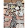 Image 17 : A Large Grouping Of Fossilized items, Coral Marine Life Ammonite Shark Tooth Etc.