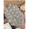 Image 18 : A Large Grouping Of Fossilized items, Coral Marine Life Ammonite Shark Tooth Etc.