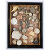 Image 1 : A Large Grouping Of Fossilized items, Coral Marine Life Ammonite Shark Tooth Etc.