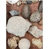 Image 5 : A Large Grouping Of Fossilized items, Coral Marine Life Ammonite Shark Tooth Etc.