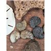 Image 6 : A Large Grouping Of Fossilized items, Coral Marine Life Ammonite Shark Tooth Etc.