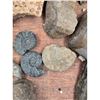 Image 7 : A Large Grouping Of Fossilized items, Coral Marine Life Ammonite Shark Tooth Etc.