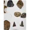 Image 13 : A Large Grouping Of Fossilized items And Artifacts See Pics INTERESTING LOT!