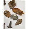Image 20 : A Large Grouping Of Fossilized items And Artifacts See Pics INTERESTING LOT!