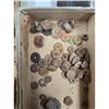 Image 21 : A Large Grouping Of Fossilized items And Artifacts See Pics INTERESTING LOT!