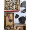 Image 3 : A Large Grouping Of Fossilized items And Artifacts See Pics INTERESTING LOT!