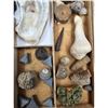 Image 7 : A Large Grouping Of Fossilized items And Artifacts See Pics INTERESTING LOT!