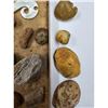 Image 8 : A Large Grouping Of Fossilized items And Artifacts See Pics INTERESTING LOT!