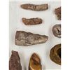 Image 14 : A Large Grouping Of Fossilized items And Artifacts See Pics INTERESTING LOT!