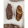 Image 15 : A Large Grouping Of Fossilized items And Artifacts See Pics INTERESTING LOT!