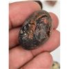 Image 18 : A Large Grouping Of Fossilized items And Artifacts See Pics INTERESTING LOT!