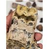 Image 22 : A Large Grouping Of Fossilized items And Artifacts See Pics INTERESTING LOT!