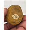 Image 33 : A Large Grouping Of Fossilized items And Artifacts See Pics INTERESTING LOT!