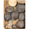 Image 5 : A Large Grouping Of Fossilized items And Artifacts See Pics INTERESTING LOT!