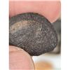 Image 8 : A Large Grouping Of Fossilized items And Artifacts See Pics INTERESTING LOT!