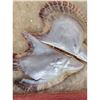 Image 8 : A Large Framed Collection Of Old Oyster Shells Various Sizes ( I Believe These Are Oyster)