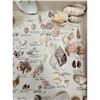 Image 10 : A Large Collection Of Unusual Florida Seashells With Labels (AMAZING)