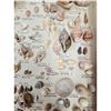 Image 11 : A Large Collection Of Unusual Florida Seashells With Labels (AMAZING)