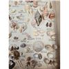 Image 12 : A Large Collection Of Unusual Florida Seashells With Labels (AMAZING)