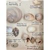 Image 17 : A Large Collection Of Unusual Florida Seashells With Labels (AMAZING)