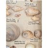 Image 18 : A Large Collection Of Unusual Florida Seashells With Labels (AMAZING)