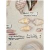 Image 19 : A Large Collection Of Unusual Florida Seashells With Labels (AMAZING)