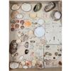 Image 22 : A Large Collection Of Unusual Florida Seashells With Labels (AMAZING)