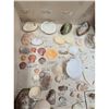 Image 2 : A Large Collection Of Unusual Florida Seashells With Labels (AMAZING)