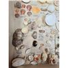 Image 3 : A Large Collection Of Unusual Florida Seashells With Labels (AMAZING)