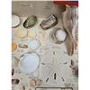 Image 4 : A Large Collection Of Unusual Florida Seashells With Labels (AMAZING)