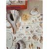 Image 7 : A Large Collection Of Unusual Florida Seashells With Labels (AMAZING)