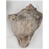 Image 8 : Lot Of 6 Old Large Seashells, 5 With Holes , Large One No hole And A Fossil