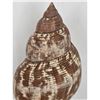 Image 2 : A Beautiful Large Seashell