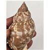 Image 5 : A Beautiful Large Seashell