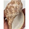 Image 6 : A Beautiful Large Seashell