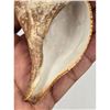Image 7 : A Beautiful Large Seashell
