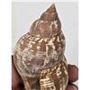 Image 8 : A Beautiful Large Seashell