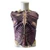 Image 2 : "DC Legends of Tomorrow" - Alien Kayla torso surgery skin w/ blood line tube  - SCREEN USED