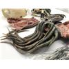 Image 2 : "Fringe" - Alien severed tentacles