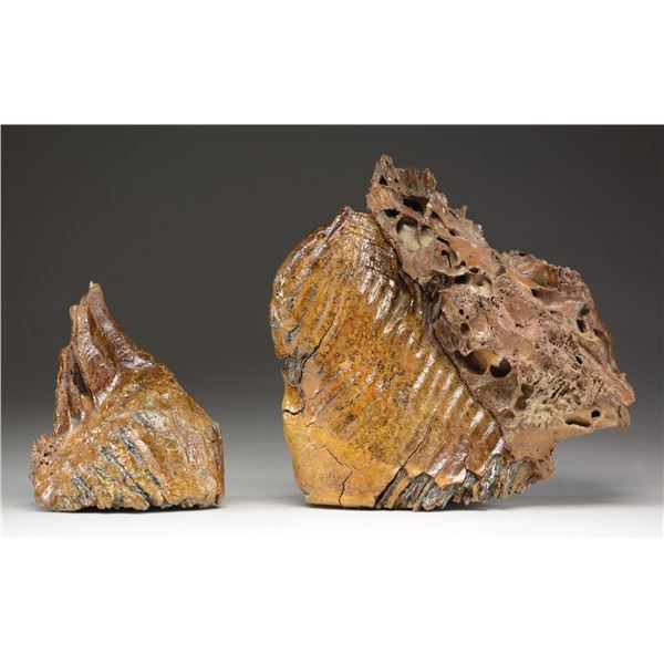 TWO WOOLLY MAMMOTH FOSSILIZED TEETH.