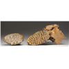 Image 3 : TWO WOOLLY MAMMOTH FOSSILIZED TEETH.