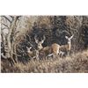 Image 2 : Cabela's Deer Comforter - Full
