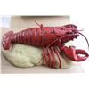 Image 2 : Rocky the Singing Lobster - Untested
