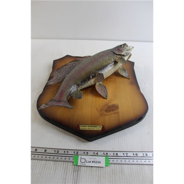 Fish Taxidermy - 14" x 16"