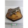 Image 1 : Fish Taxidermy - 14" x 16"